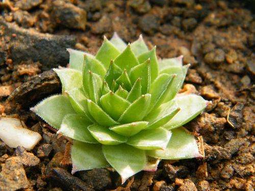 Sempervivum tectorum