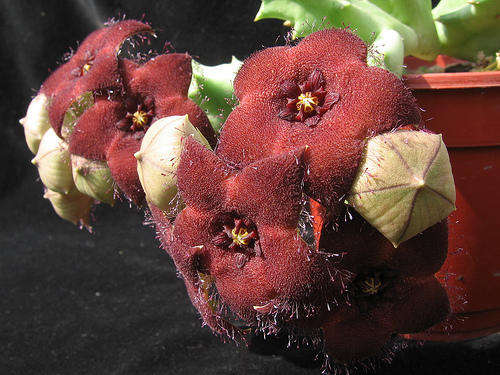 Orbea melenantha