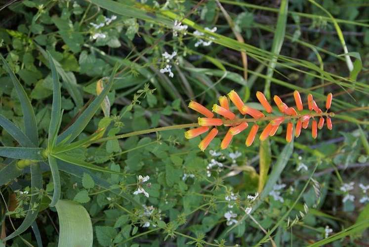 Aloe tenuior