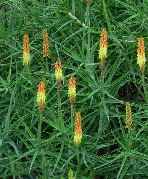 Aloe striatula (rambling aloe)