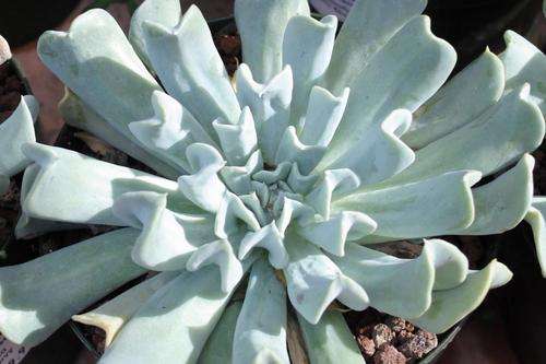 Echiveria "topsy turvey"