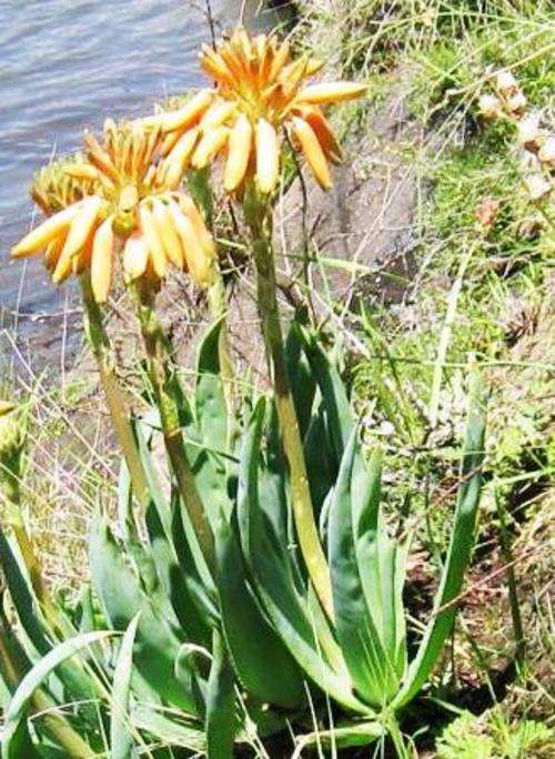 Aloe boylii (grass aloe)