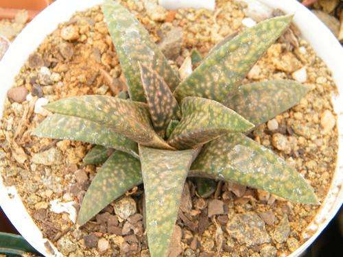 Gasteria "Moppy"