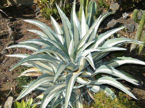 Agave americana "mediopicta"