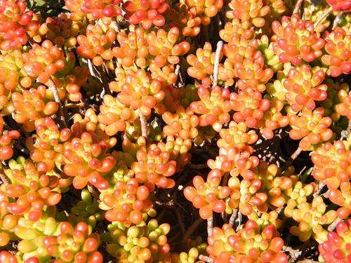 Sedum sp. "Jelly Beans"