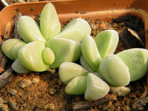 Glotiphyllum sp.