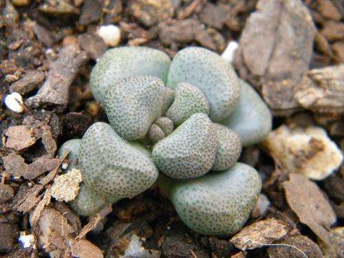 Aloinopsis schooneesii