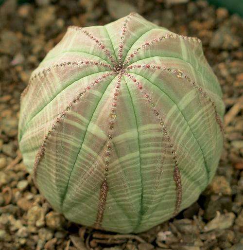 Euphorbia obesa
