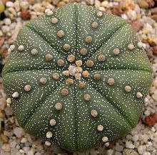 Astrophytum asterias plants