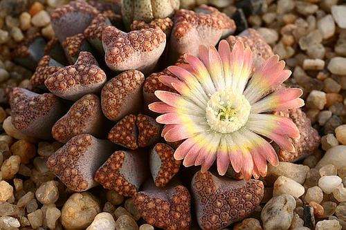 Titanopsis Hugo-Schelcterii seedlings