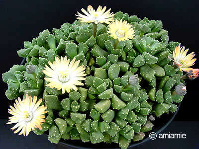 Aloinopsis luckhoffii