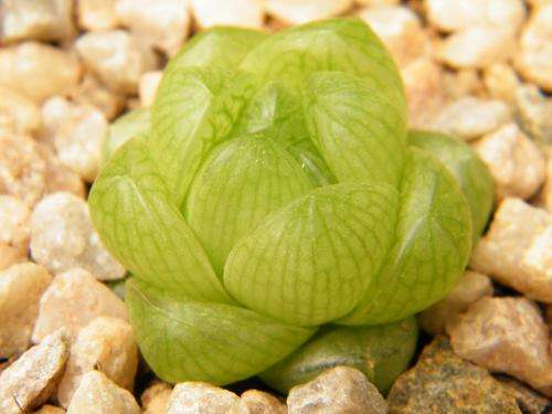 Haworthia cymbiformis var transiensis