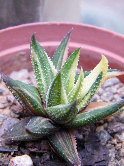 Haworthia glabra "variegated"