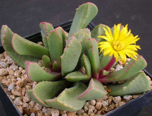 Carruanthus peersii