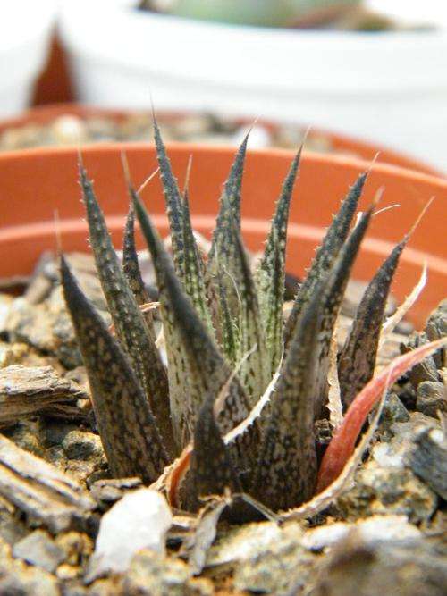 Haworthia variegata