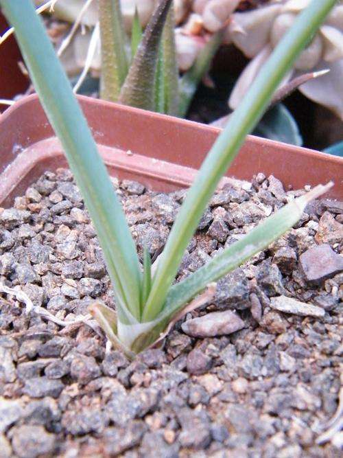 Aloe boyli seedlings