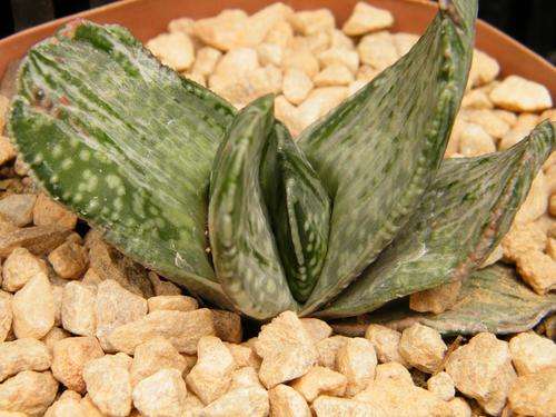 Gasteria cv "Silver Fuji"