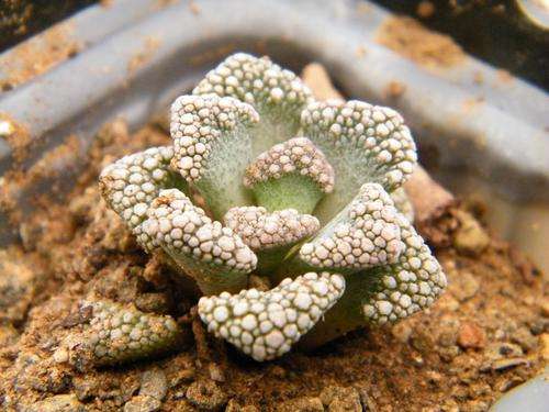 Titanopsis calcarea