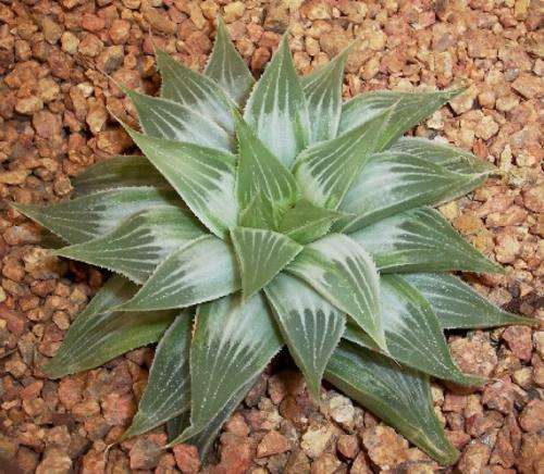 Haworthia "Grey Ghost"