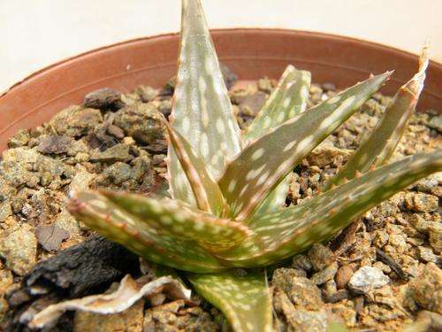 Aloe jacunda X Aloe sinkatana