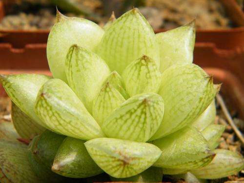 Haworthia reticulata var hurlingii