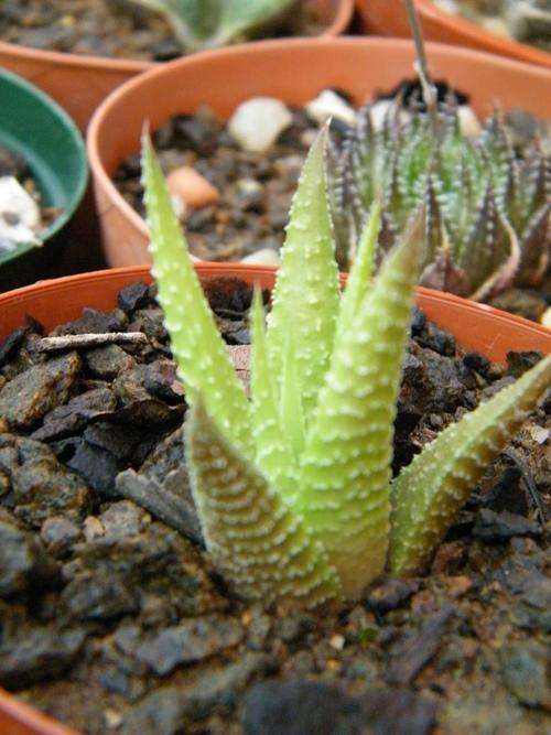 Haworthia limifolia var giganteae