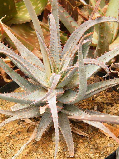 Aloe parvula hybrid