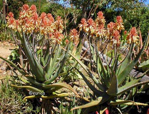 Aloe camperii