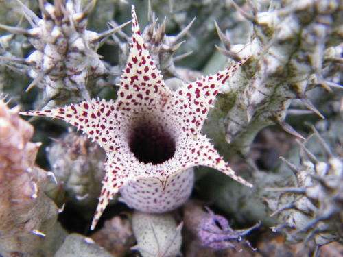 Stapeliathus decaryi (Madagascar)