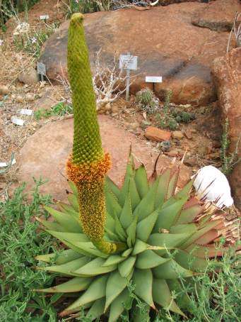 Aloe broomii
