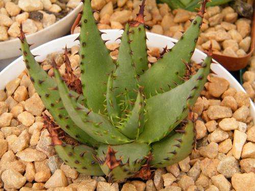 Aloe broomii