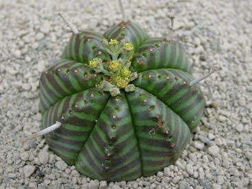 Euphorbia meloformis