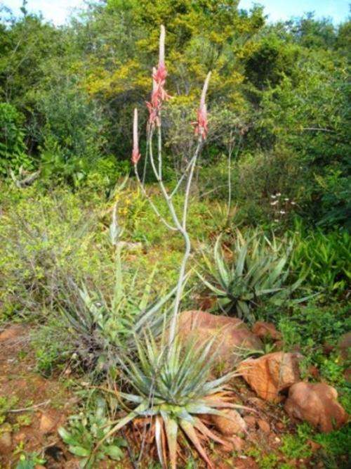 Aloe pretoriensis