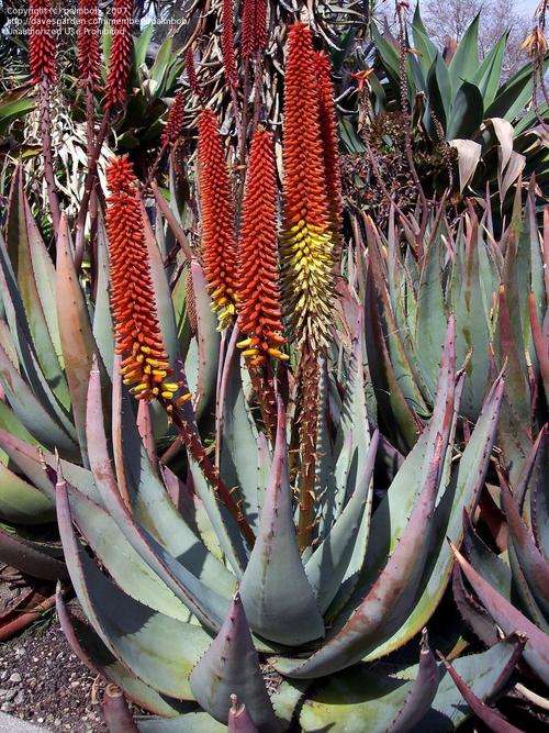 Aloe petricola seedlings