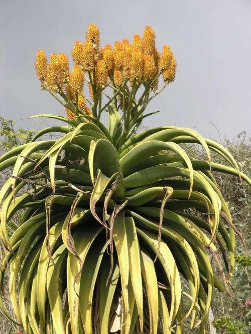 Aloe thraskii