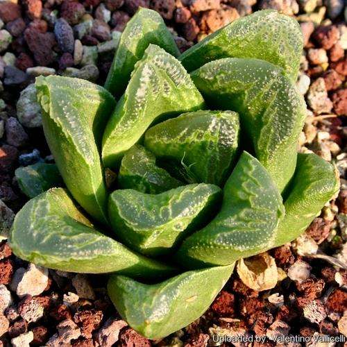 Haworthia truncata hybrid