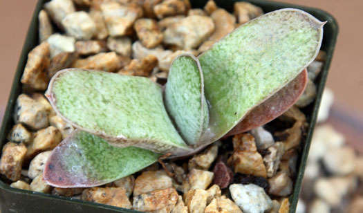 Gasteria glauca