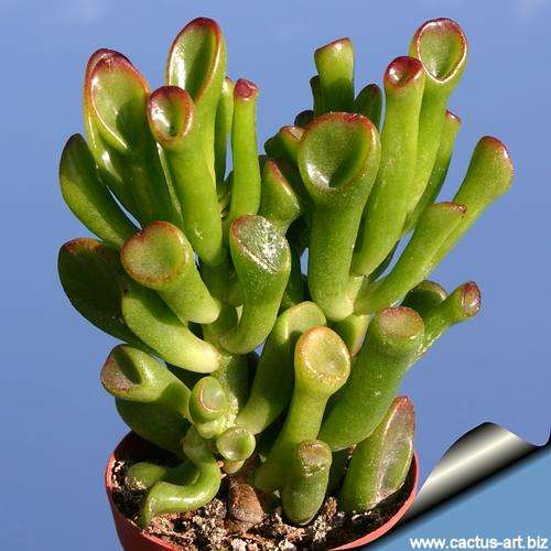 Crassula ovata 'Gollum'