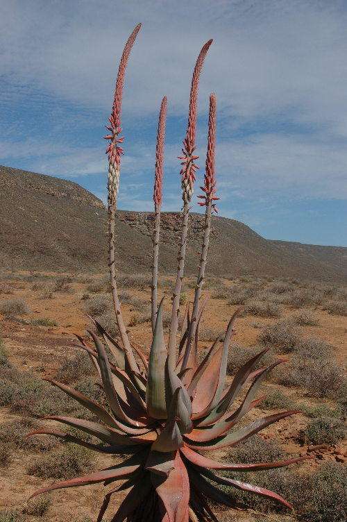 Aloe comosa