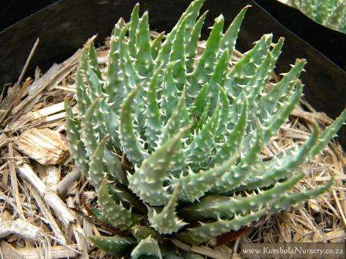 Aloe humilis