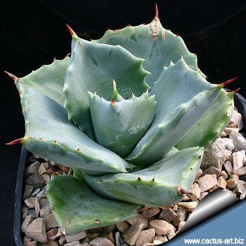 Agave potatorum