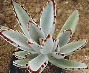 Kalanchoe tomentosa (Bunny ears)