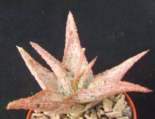 Aloe cv "Pink Blush"