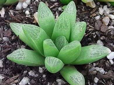 Haworthia turgida