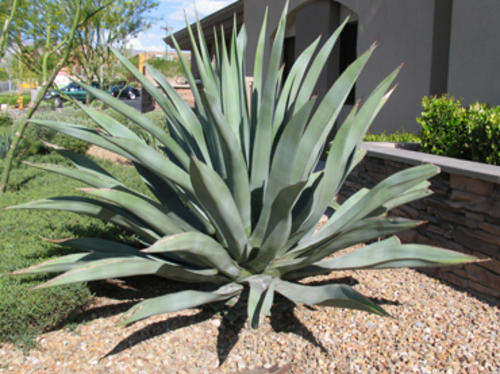 Agave palmeri