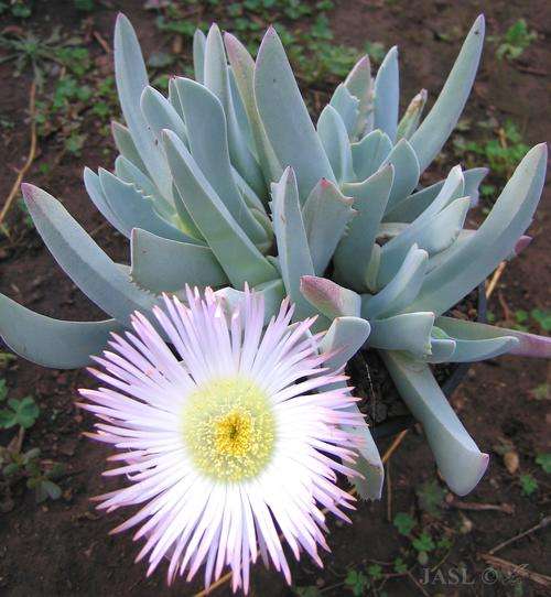 Cheiridopsis denticulata