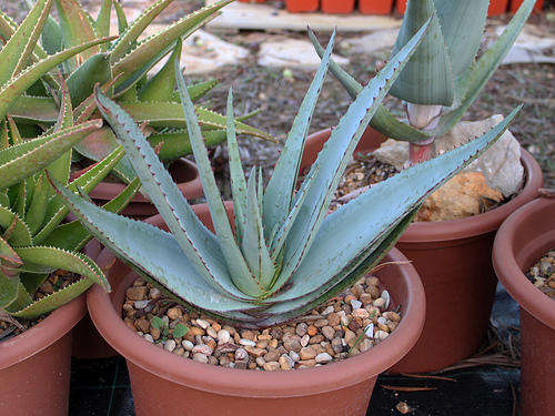 Aloe pretoriensis