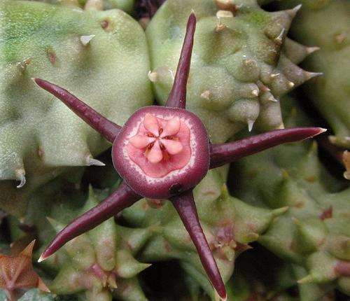 Duvalia caespitosa