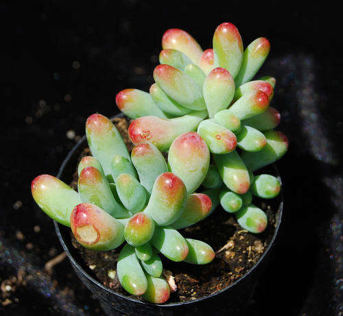 Sedum pachyphyllum