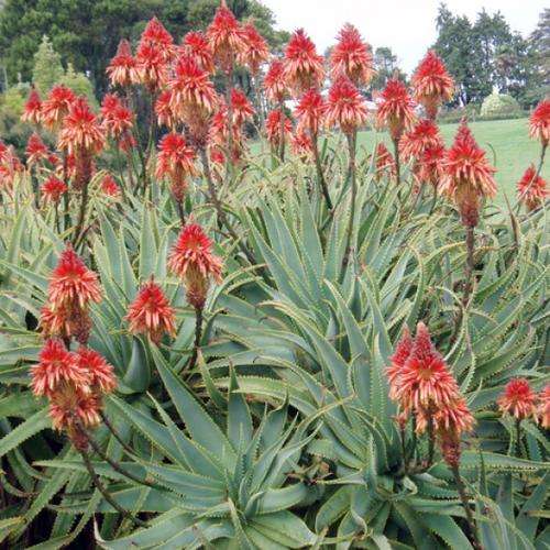 Aloe arborescens